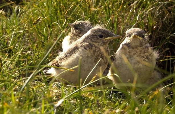 Die Ostfriesischen Inseln