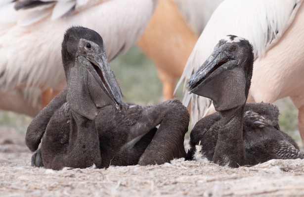 Die Pelikan-Insel - Geheimnis in Russlands Steppe