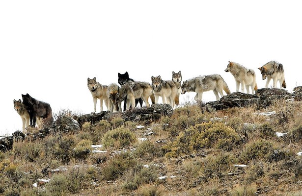 Die Rückkehr der Wölfe - Das Wunder im Yellowstone Nationalpark