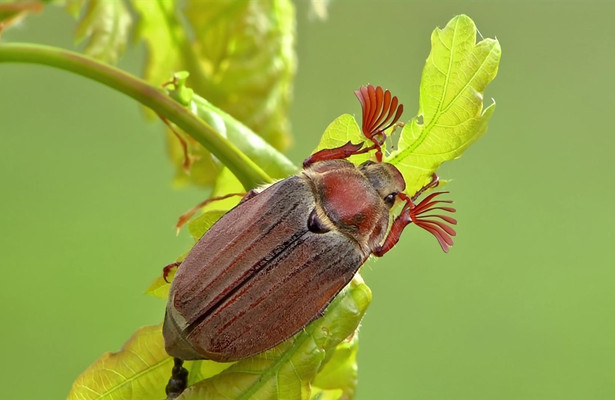 Die Sendung mit dem Elefanten