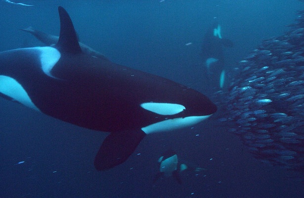 Die sozialen Netzwerke der Tiere