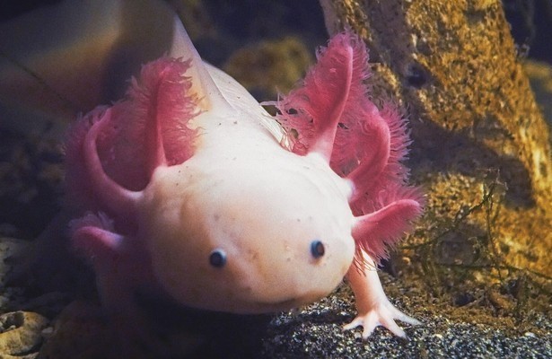 Die verrückte Welt der Amphibien