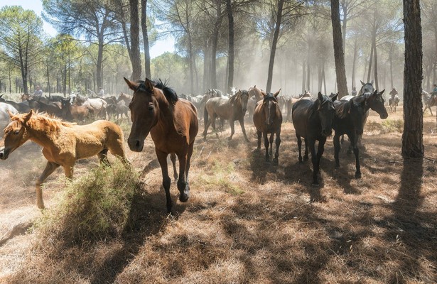 Die wilden Pferde der Doñana