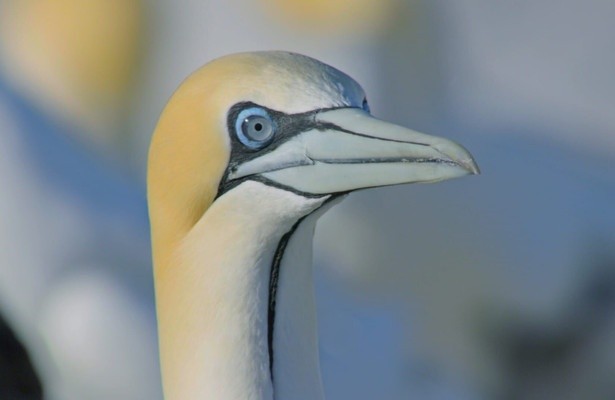 Die Wildnis Afrikas: Vier Jahreszeiten