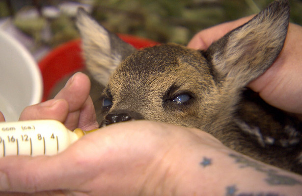 Die Wildtier-Retterin - Hilfe für kleine Tiere in großer Not