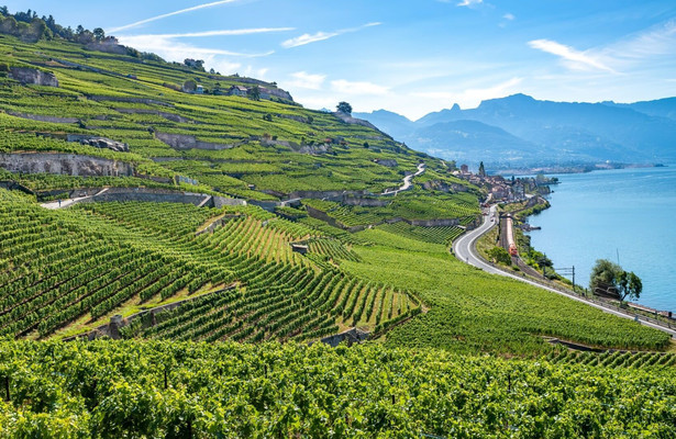 Die wunderbare Welt der Weine