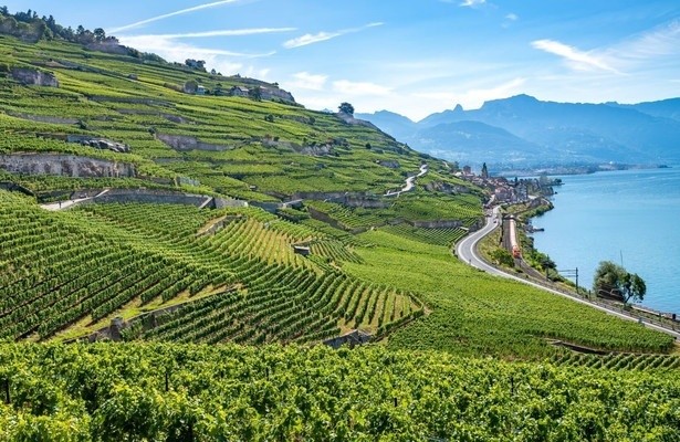 Die wunderbare Welt der Weine