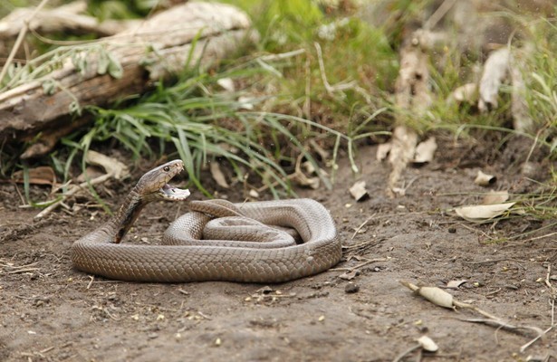 Dieren ontcijferd
