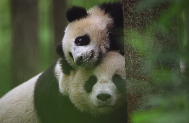 Dieren zoals wij nu kijken of gemist?