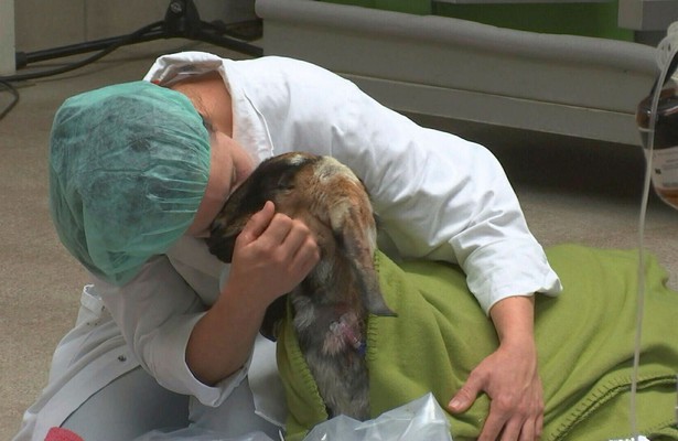 Dierendokters 24/7