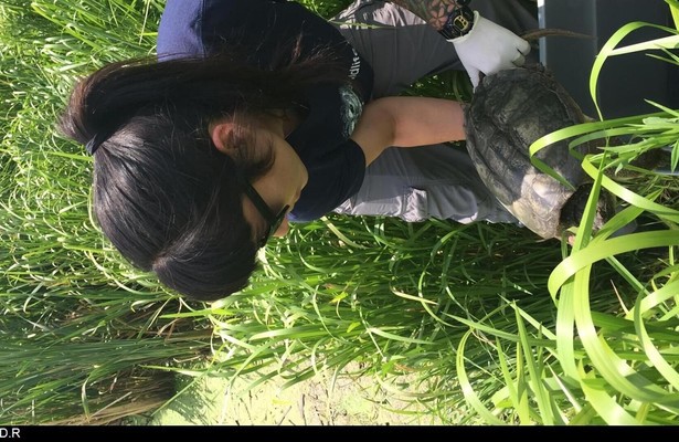 Dierenopvang in de stad