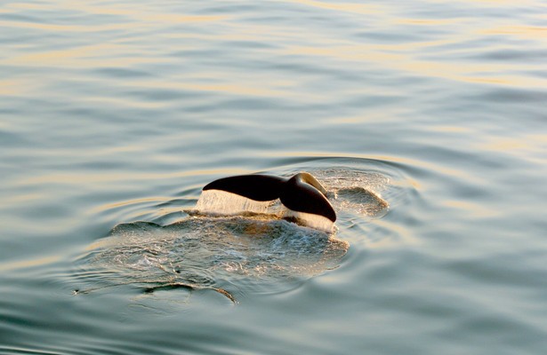 Dinosaurier der Meere - Der Nordatlantische Glattwal
