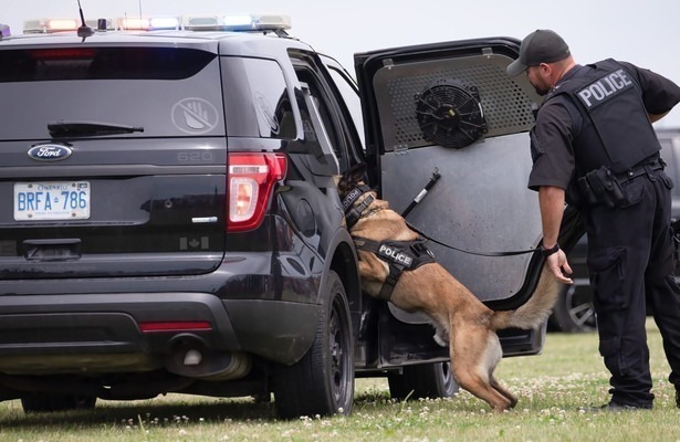 Dog Detectives