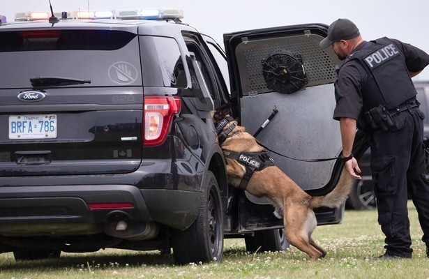 Dog detectives