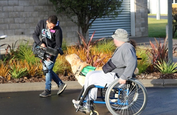 Dog squad puppy school