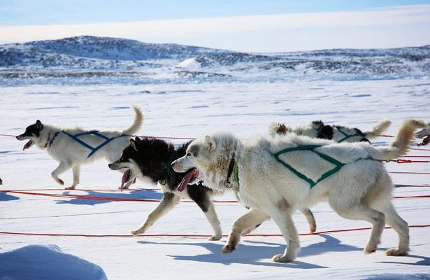 Dogs: The untold story