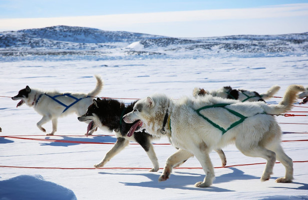 Dogs: The untold story