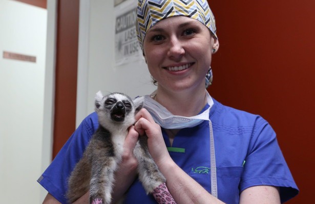 Dr. K's exotic animal ER