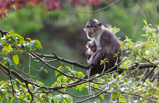 Dublin Zoo