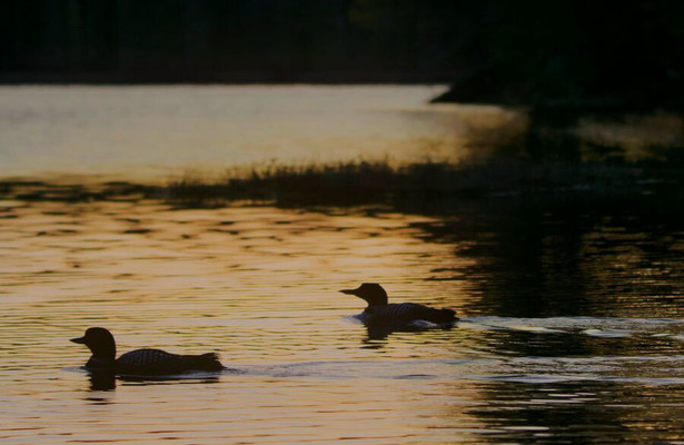 Duikers: een schreeuw uit de mist