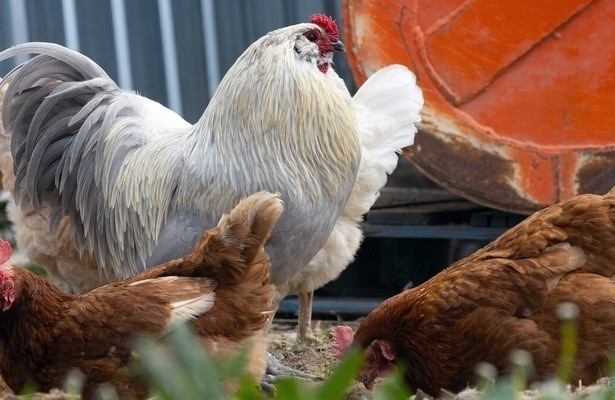 Dummes Huhn? Keineswegs!