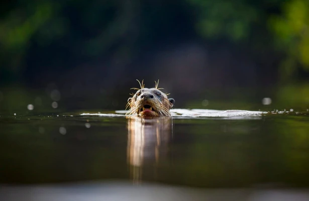 Earth's Great Rivers II