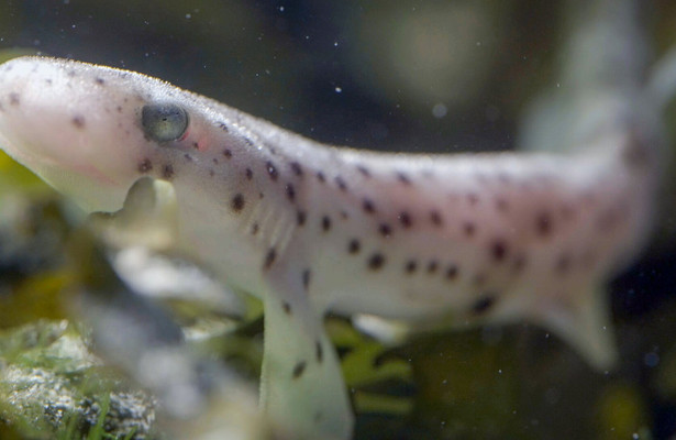 Ebbe - Ein tierisches Kammerspiel