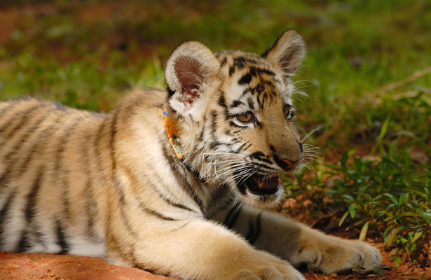 Een dag in de dierentuin