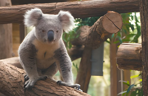 Een dag in de dierentuin: Pairi Daiza