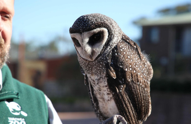 Een dag in de dierentuin: Pairi Daiza
