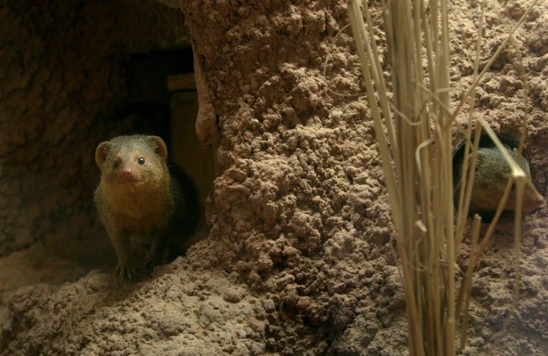 Een kerstdag in de dierentuin