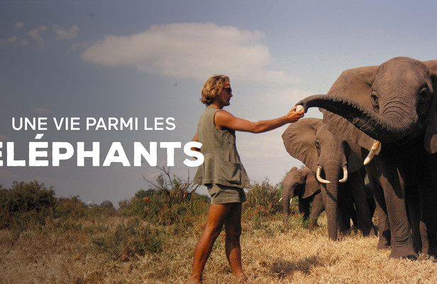 Ein Leben unter Elefanten