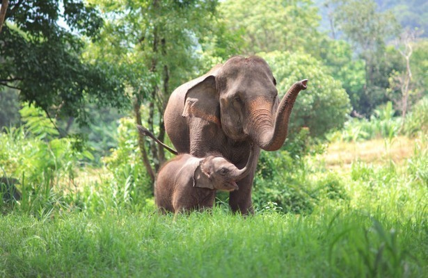 Elefant, Tiger & Co.