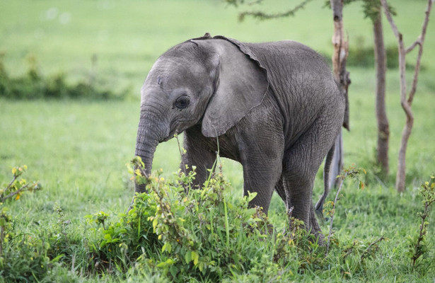 Elephant Planet