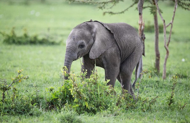 Elephant Planet