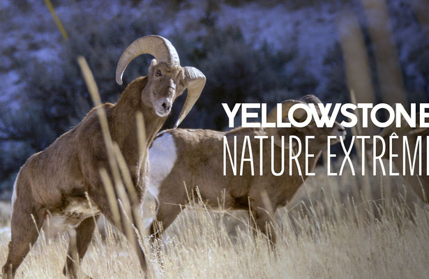 Yellowstone - Park der Extreme