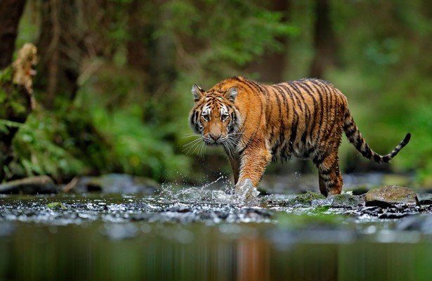 Equator's wild secrets