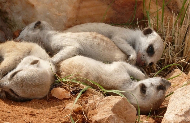 Erdmännchen - Ein starkes Team