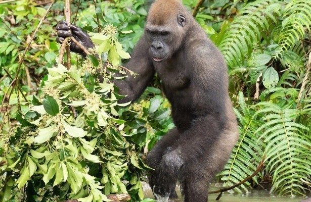 Erlebnis Erde: Gorillas hautnah