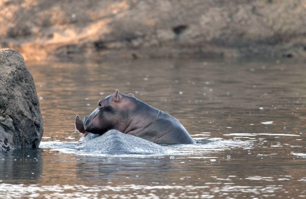 Erlebnis Erde: Kämpfer und Könige - Afrikas Flusspferde