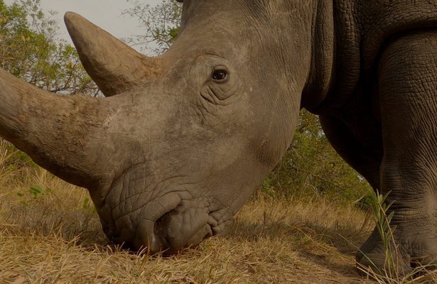 Erlebnis Erde: Nashörner - Mit Herz und Horn