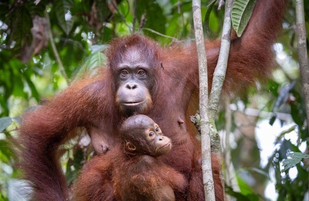 Erlebnis Erde: Orang-Utans - So nah wie nie