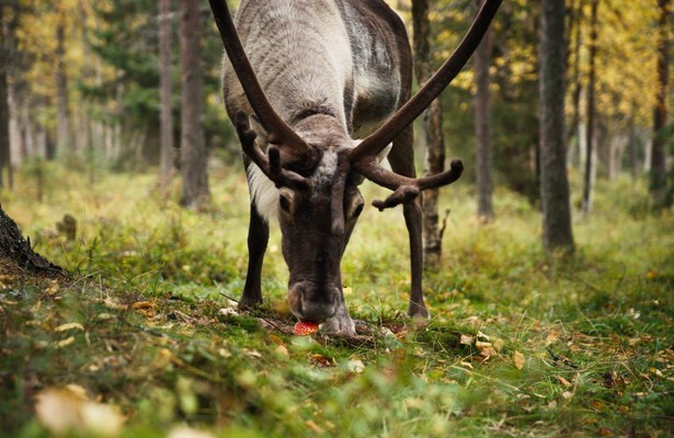 Erlebnis Erde: Tiere im Rausch
