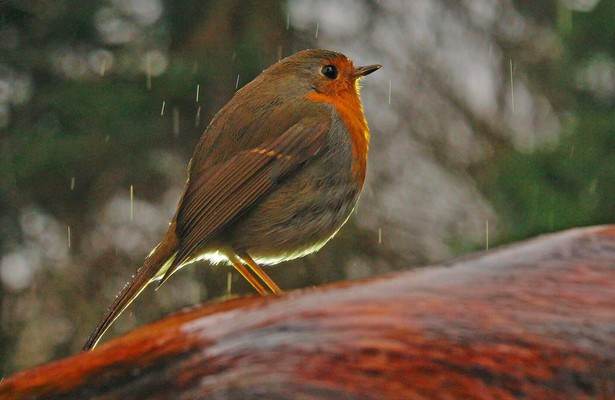 Erlebnis Erde: Tierische Weihnachten - Zwischen Tannenzweigen und Tierpfoten