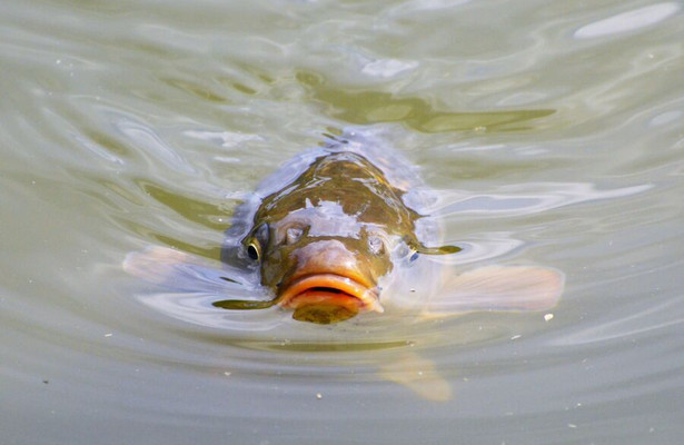 Ernst's OnderWaterWereld