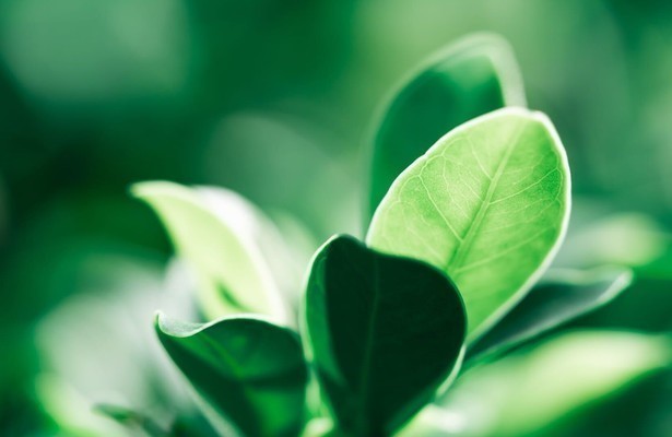 Escarabajo verde