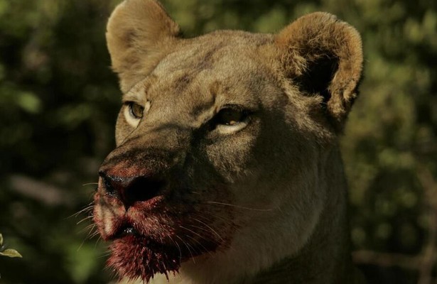 Eternal enemies: Lions and hyenas (Revealed)