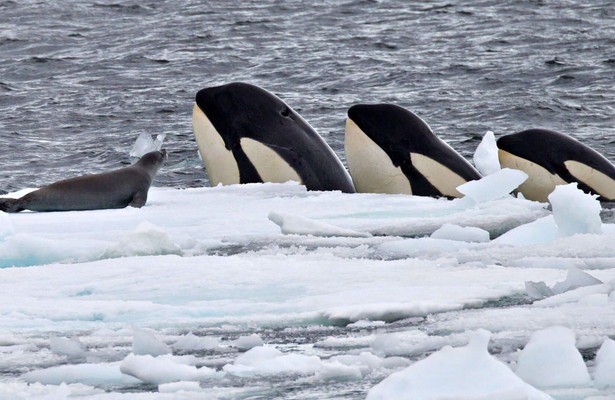 Expedition killer whale