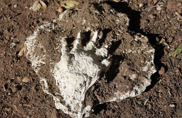 Extinct or Alive: The Tasmanian Tiger