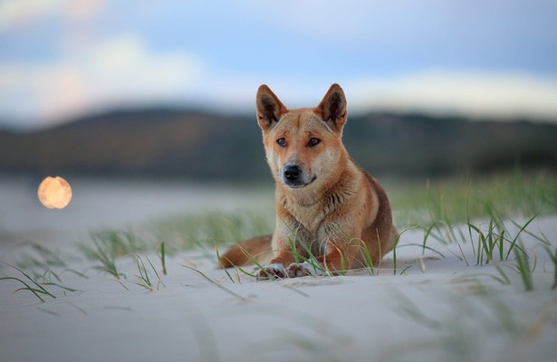 Extraordinary Australia